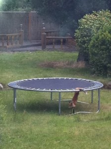 image of Fox trapped on a trampoline