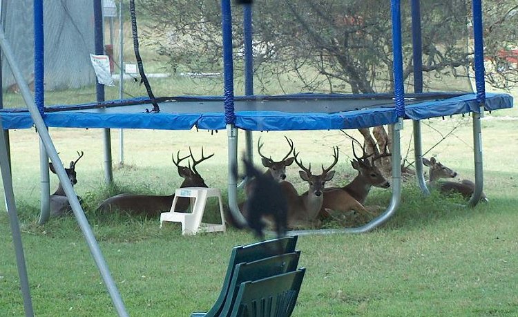image of Safety tips #1: Always check under the trampoline before using it